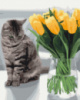Котик з тюльпанами