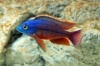 хаплохромис боадзулу(Nyassachromis boadzulu) 4-5см