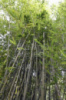 Бамбук Phyllostachys nigra «Henonis»