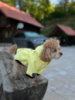 Худі для собак Lemon Digi Dog з кишенею, жовта кофта, стильний одяг для собак