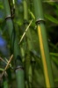 Бамбук Phyllostachys aureosulcata
