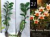 NEW ! Den. Frosty Dawn