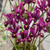 Ірис сітчастий Purple Hill , упаковка 3 шт