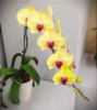 Phal Tiannong Yellow Butterfly 1.7 (мох) ПРИЇЗД В ЧЕРВНІ