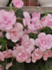 0-143 Double Pink Rose