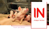 ​INFertil ( інфертіл ) - стимулює охоту та овуляцію для підвищення фертильності жуйних тварин