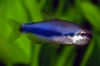 керри супер блю (inpaichthys kerri super blue) 2см