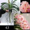 НОВИНКА!! «САКУРА» Vandachostylis Kouishiro Ikai (Vanda Prachit Gold × Rhynchostylis gigantea)