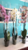 Орхідея Фалінопсіс (2 стебла)- купити, замовити квіти, доставка, букети квітів , Ⓜ️Оболонь.