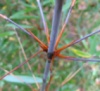 Бамбук Fargesia scabrida (Asian wonder)