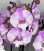 Phal Fancy Lips 1.7 (мох) ПРИЇЗД В ЧЕРВНІ