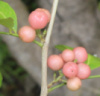 Glycosmis trifoliata, Pink-fruited, Lime Berry, Апельсиновая ягода, Джин бери.