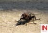 INFly ( інфлай ) - кормовий засіб для уонтролю чисельності мух
