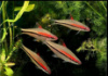 Барбус денисони (лат.Puntius denisonii или краснолинейный барбус) 6-7см
