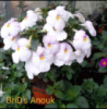 0-026 BriD's Anouk