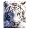 Мини-постер Белый тигр 61 x 91,5 cм