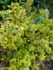 БЕРЕСКЛЕТ ФОРЧУНА EMERALD GOLD