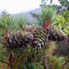 Сосна кедровая Корейская (Pinus koraiensis) Сосна кедровая Корейская (Pinus koraiensis)