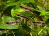 коридорос Хабросус - Corydoras habrosus