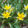 Тюльпан Tarda, ботанічний