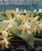 Підлітки орхідей від Міккі. Phal. zebrina × sib Ціна дійсна для передзамовлення