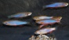 Жемчужный Данио (Danio albolineatus)