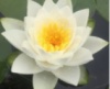 Нимфея «Вайт Султан» (Nymphaea «White Sultan») (взрослое растение)