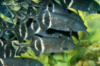 Гнатонем Петерса,рыба слон или нильский слоник (Gnathonemus petersii) 15см