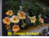 86. Orange Orchard
