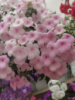 0-190 Peach Blossom 0-190 Peach Blossom