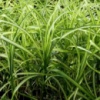 Осока пальмолистная пестрая(Carex muskingumensis Variegata)