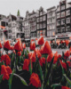 Картина за номерам «Тюльпани Амстердаму» 40х50см