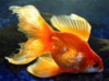 Золотая рыбка Вуалехвост (CARASSIUS AURATUS)