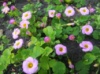 Кислица прижатая (Oxalis depressa) цена за 1 растение(луковичное)