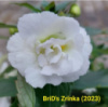 0-305 BriD's Zrinka НОВИНКА