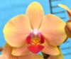 Phal Harck Amber 1.7 (мох) є сліди переохолодження на листочках