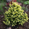 Ель канадская Рейнбоуз Энд (Picea glauca Rainbow's End)