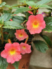 0-191 Peach Cascade 0-191 Peach Cascade
