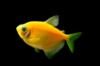 тернеция GloFish желтая