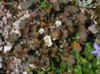 Герань сидячецветковая - Geranium sessiliflorum var. Nigrum