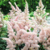 Астільба Peach Blossom