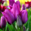Тюльпан багатоквітковий Purple Bouquet ( Парпл Букет )