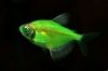 тернеция GloFish мятный леденец
