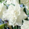 ​Нарцис махровий White Medal