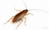 10 невероятных фактов о тараканах