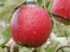 Яблуня «Катя»