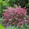 Барбарис Тунберга Rose Glow, горщик 1 л