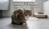 Запор у котика: чому виникає та як допомогти улюбленцю?
