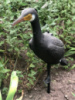 Цапля Cormorant leg