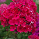 Флокс багаторічний Starfire